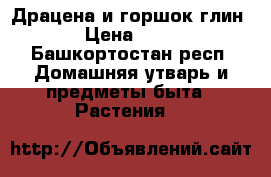 Драцена и горшок глин. › Цена ­ 900 - Башкортостан респ. Домашняя утварь и предметы быта » Растения   